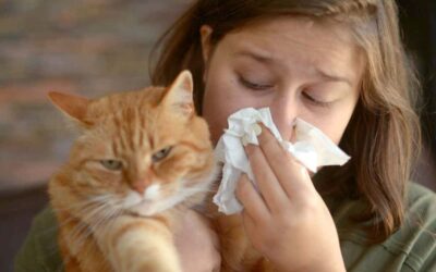 Ist MEIN SCHAF Luftreiniger für Allergiker und Asthmatiker geeignet?