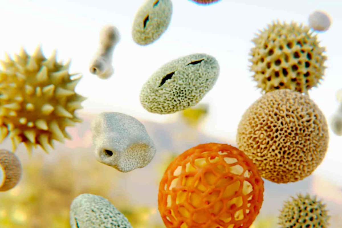 Bild von verschiedenen Pollenkörnern in der Luft, die Größe der vom Wind getragenen Pollen liegt zwischen 16 und 60 Tausendstel Millimeter (16-60 µm).